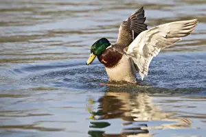 Mallards Prints: Mallard - male mating with submerged female - Hertfordshire - UK 12350