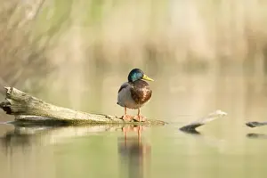Mallards Prints: Mallard - male - Provence - France