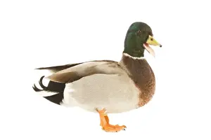 Mallard - male in studio