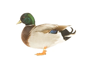 Mallard - male in studio