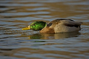 Images Dated 12th December 2006: Mallard - Male Swimming