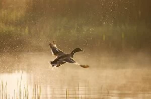Mallard - male taking flight from reedbed