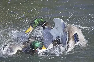 Mallard - male trying to drown competitor - Hertfordshire - UK 006936