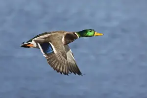 Mallard - male in winter. Connecticut in January