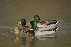 Images Dated 9th April 2007: Mallard - males and female - Germany