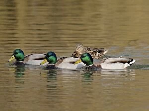 Images Dated 10th March 2012: Mallard - three males and one female in mating season