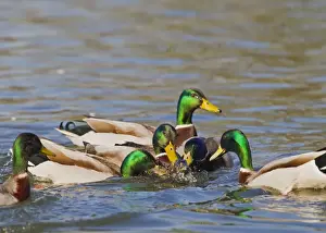 Mallards Prints: Mallard - males mating with female - Hertfordshire UK 12353