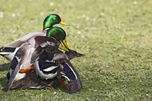Mallards Prints: Mallard - males mating with female - Hertfordshire - UK 12358