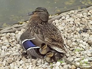 Images Dated 28th May 2012: Mallard - mother hiding chicks