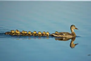 Leadership Prints: Mallard - Mother and Young Swimming