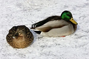 Images Dated 28th January 2005: Mallard - pair in resting in snow
