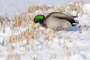 Anas Platyrhynchos Gallery: Mallard - Single adult drake on trying to feed on snow covered lake edge