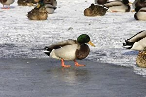 Images Dated 30th January 2005: Mallard - walking on ice