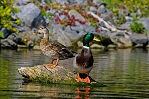 Mallards - Adult Male and Female - On rock in lake