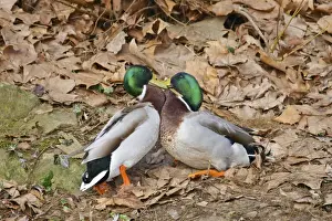 Mallards Prints: Mallards - males fighting in mating season - Germany