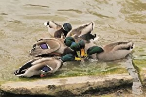 Mallards- males trying to mate with a female duck