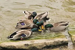 Mallards- males trying to mate with a female duck