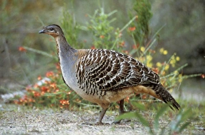 Images Dated 28th January 2005: Malle Fowl Australia