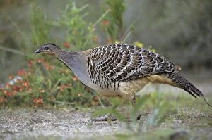 Images Dated 1st March 2007: Mallee Fowl