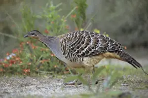 Mallee Fowl