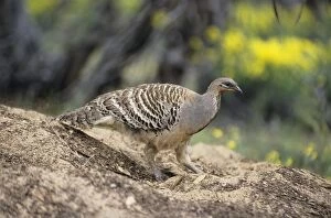 Images Dated 1st March 2007: Mallee Fowl