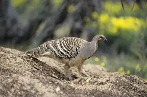 Mallee Fowl