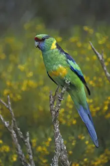 Mallee Ringneck - Australia - Found in eastern inland Australia - Habitat is scrub-country especially on edges of open country and clearings - Nest on decayed debris in hollow of eucalypt