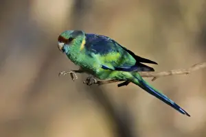Mallee Ringneck / Australian Ringneck / Barnard's Parrot - This is the subspecies barnardi of the Australian Ringneck complex which differ markedly from place to place but which hybridise where the races adjoin