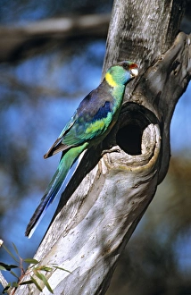 Mallee Ringneck