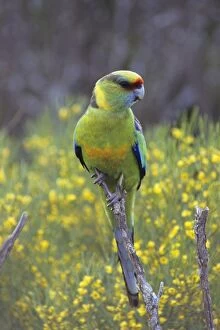 Images Dated 1st March 2007: Mallee Ringneck Parrot - Live in scrub country Australia