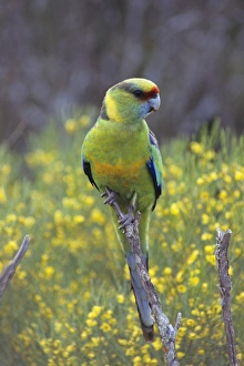 Mallee Ringneck