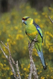 Mallee Ringneck - Robust parrots, live in scrub country