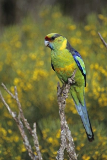 Mallee Ringneck