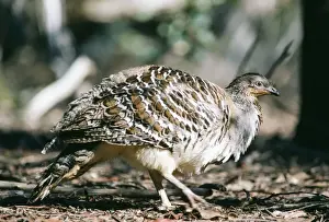 Malleefowls Prints: Malleefowl