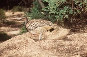MALLEEFOWL / LOWAN - male, raking nesting mound