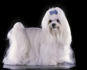 Bows Prints: Maltese Terrier Dog - With blue ribbon