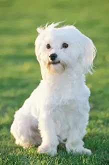 Maltese Terrier - sitting upright, facing forward
