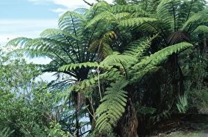 Images Dated 29th April 2005: Mamaku Tre Fern New Zealand