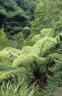 Images Dated 29th April 2005: Mamaku Tree Fern - pith boiled for food by Maori people