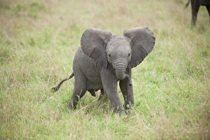 Mammal. Afrian Elephant calf, Masai mara, kenya