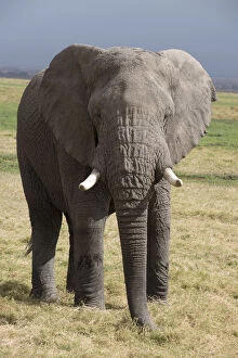 Mammal. African Elephant, Amboseli, Kenya