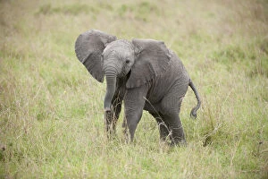 Mammal. African Elephant, Massi mara, Kenya