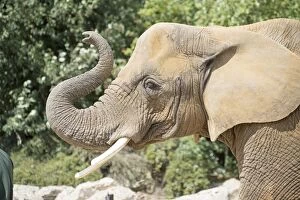 Africana Gallery: Mammal. African Elephant with its trunk in the air