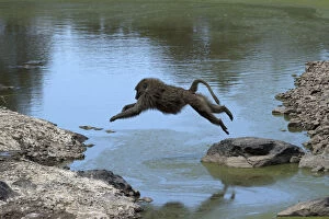 Baboons Gallery: Mammal, Anubis Baboon jumping water, Masai Mara, Kenya