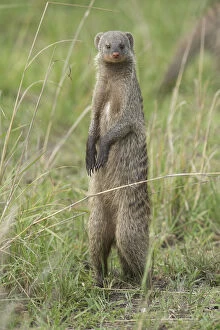 Banded Gallery: Mammal.  Banded Mongoose, standing up looking around.Masai