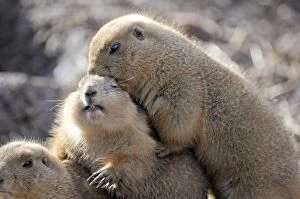 Images Dated 12th January 2011: Mammal. Black tailed prairie dogs, kissing, hugging !