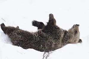 MAMMAL. Brown Bear rolling in snow
