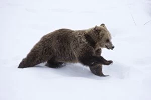 MAMMAL. Brown Bear running in snow