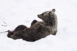 MAMMAL. Brown Bear sitting in snow