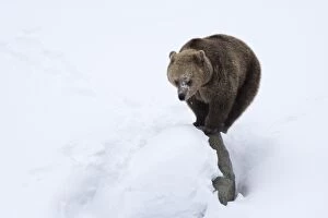 MAMMAL. Brown Bear standing on a rock in snow